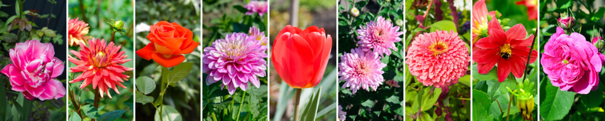 collage of garden flowers . Wide photo.