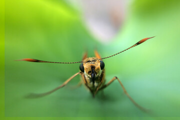 Incredible macro shot showcasing a moth delicately perched on a tender lotus leaf. The intricate details highlight the beauty and fragility of nature, creating a mesmerizing composition.