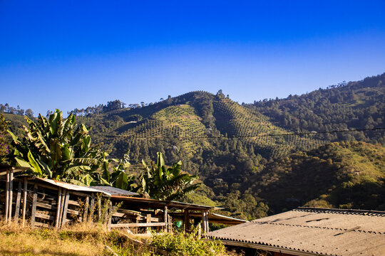 Mountains and plantations in Pacora in the Caldas region of Colombia.