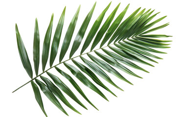 Palm frond showing detailed leaf patterns, representative of tropical flora, isolated on white background or transparent background. png cut out or die-cut