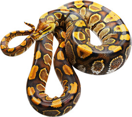 Obraz premium Coiled python with intricate scales, cut out transparent