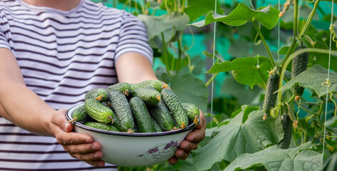 a man harvests cucumbers. Selective focus