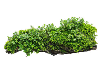 A plant with green leaves and a brown stem,isolated on white background or transparent background. png cut out or die-cut