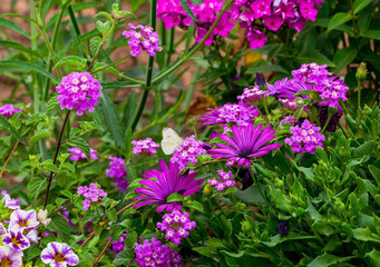 Fototapeta premium A beautiful pink colored flower garden planted with African Daisies, Lantana and Phlox, with a pollinating Cabbage White butterfly.