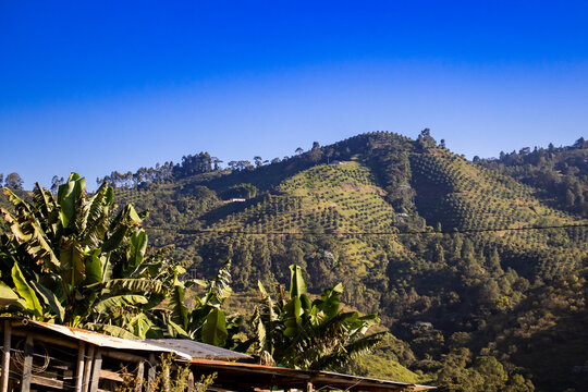 Mountains and plantations in Pacora in the Caldas region of Colombia.