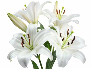 Fototapeta na wymiar white lilies bunch on a white background, blooming white lily flowers