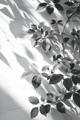 Black and white photo of leaves on a wall, suitable for nature or minimalistic concepts