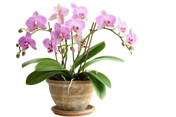 A vase of pink and white orchids sits on a white background,isolated on white background or transparent background. png cut out or die-cut