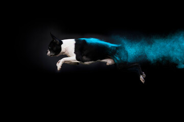 jumping Boston terrier dog with Holi color. black background