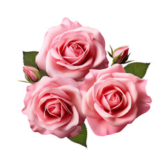 Fototapeta premium Three beautiful pink roses in full bloom, with soft petals and green leaves, cut out