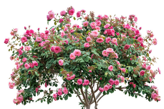 A tree with pink flowers is the main focus of the image,isolated on white background or transparent background. png cut out or die-cut