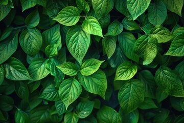 Close-up view of a bunch of green leaves, suitable for nature and environmental concepts
