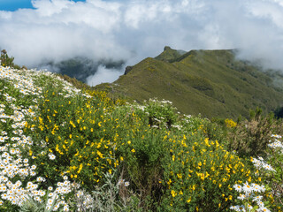 View from hiking trail PR1.2 from Achada do Teixeira to Pico Ruivo, the highest peak in the Madeira, Potugal. Blooming white and yellow wild flowers, heath, green mountains and clouds - 766493810