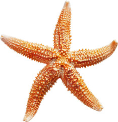 Vibrant starfish with arms outstretched, cut out transparent - obrazy, fototapety, plakaty