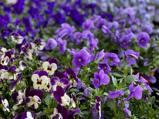 Beautiful blooming Viola Cornuta pansy spring flowers close up, floral wallpaper background with...