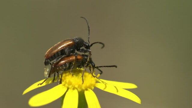 False Daisy Images Browse 1,283 Stock Photos, Vectors, and Video