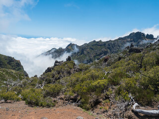 View over green mountains covered with heather, flowers and white dry trees in misty clouds. Hiking trail PR1.2 from Achada do Teixeira to Pico Ruivo, the highest peak in the Madeira, Portugal - 766495401