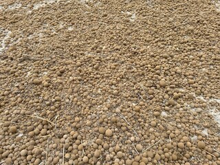 Beach full of seaweed balls.