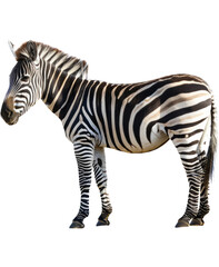 Fototapeta na wymiar Side profile of a zebra standing, cut out transparent