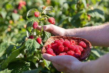 Man hands picking raspberries into a small wicker bowl. Harvesting concept.