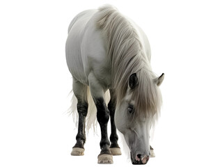 Front view pony is grazing and eating grass with head down isolated on white or transparent background, png clipart, design element. Easy to place on any other background.