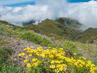 View from hiking trail PR1.2 from Achada do Teixeira to Pico Ruivo, the highest peak in the Madeira, Potugal. Blooming pink and yellow wild flowers, heath, green mountains and clouds - 766496043