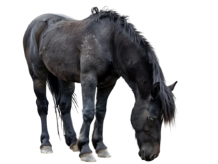 Side view grazing horse is eating grass isolated on white or transparent background, png clipart, design element. Easy to place on any other background.