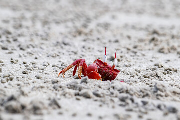 Red ghost crab or ocypode macrocera peeping out of its sandy burrow during daytime. It is a scavenger who digs hole inside sandy beach and tidal zones. It has white eye and bright red body.