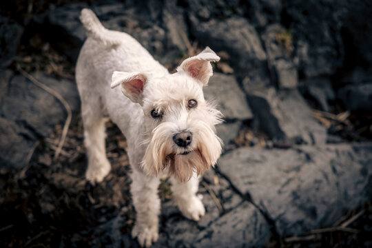schnauzer Milou