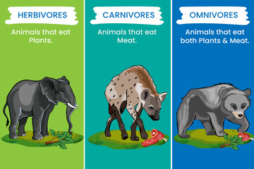 Herbivores eat plants, omnivores eat both plants and animals, carnivores prey on animals