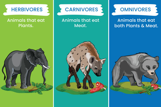Herbivores eat plants, omnivores consume both plants and animals, carnivores exclusively prey on other animals.