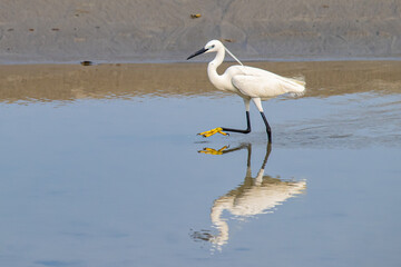 Little egret or egretta garzetta is a small white heron bird walking in water to searching fish for food. 
