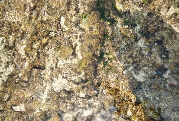 top view of clear water with rock texture, moss, detailed photography in the style of grunge and dirty, hd, high resolution