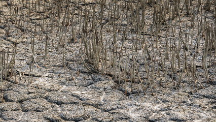 respiratory roots or pneumatophore roots grown vertically from mudflats of mangrove forest of sundarban. these roots obtain oxygen from air for the plant to thrive in marshlands. - obrazy, fototapety, plakaty