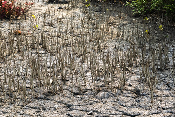 respiratory roots or pneumatophore roots grown vertically from mudflats of mangrove forest of sundarban. these roots obtain oxygen from air for the plant to thrive in marshlands. - obrazy, fototapety, plakaty