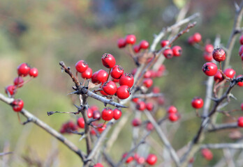 Ripened hawthorn (crataegus) berries