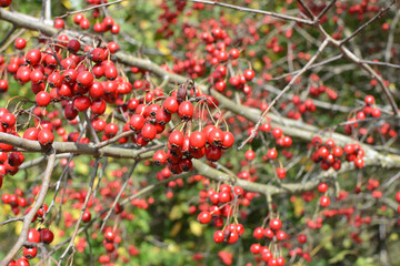 Ripened hawthorn (crataegus) berries
