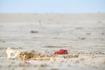 Red ghost crab or ocypode macrocera peeping out of its sandy burrow during daytime. It is a...