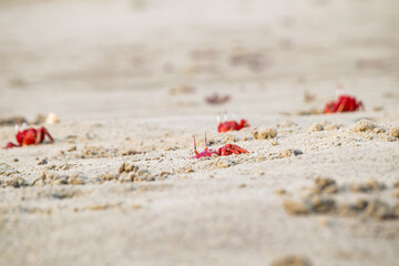 Red ghost crabs or ocypode macrocera coming out of its sandy burrow during daytime. It is a scavenger who digs hole inside sandy beach and tidal zones. It has white eye and bright red body.	