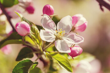 Fototapeta premium Blossom tree