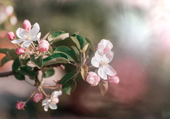 Fototapeten Blossom tree © Galyna Andrushko