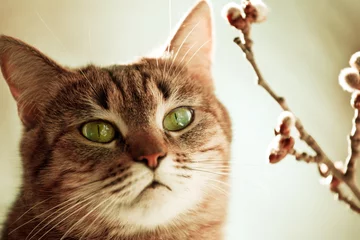 Rolgordijnen Cat and flower © Galyna Andrushko