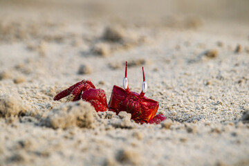 Red ghost crab or ocypode macrocera peeping out of its sandy burrow during daytime. It is a...