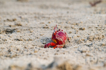 Red ghost crab or ocypode macrocera peeping out of its sandy burrow during daytime. It is a scavenger who digs hole inside sandy beach and tidal zones. It has white eye and bright red body.