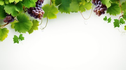 grapevine fruits and leaves as border on white background with copy space - obrazy, fototapety, plakaty