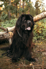 Large Black Dog Sitting Next to Fallen Tree