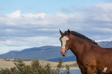 Foto op Canvas Horse in Patagonia © Galyna Andrushko
