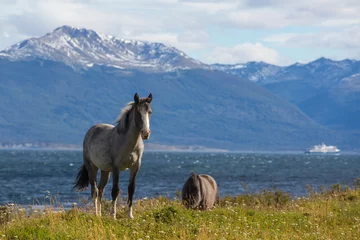 Foto op Canvas Horse in Patagonia © Galyna Andrushko