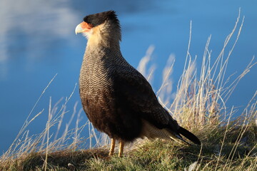 Close-up of a crested caracara (Caracara plancus) perching on the margin of Lapataia Bay.