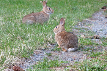 Hares